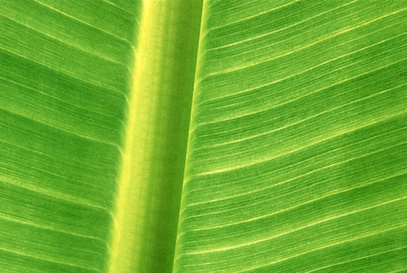 photo "Tissue" tags: macro and close-up, abstract, 