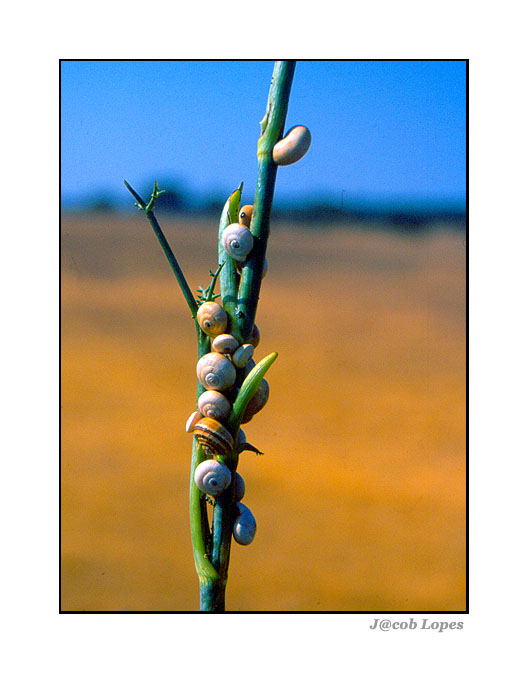 фото "snails" метки: природа, 