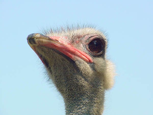 photo "Ostrich" tags: nature, wild animals