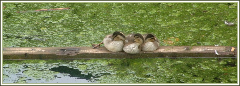 фото "Three Little Ducks" метки: природа, пейзаж, вода, дикие животные