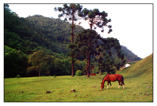 photo "Track of the Gold" tags: travel, nature, South America, pets/farm animals