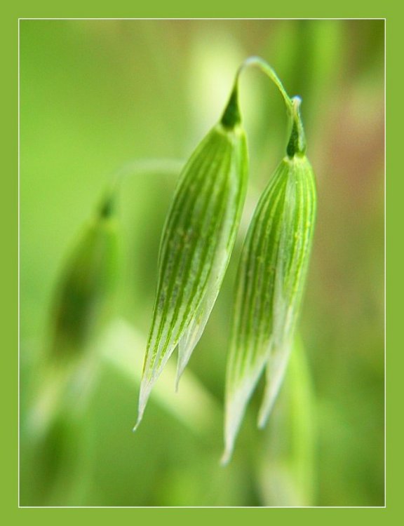 photo "Study in Green II" tags: nature, macro and close-up, flowers