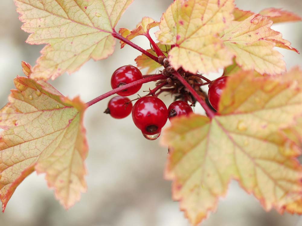 photo "Autumn" tags: nature, flowers