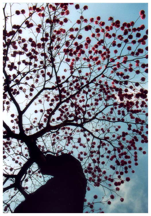 photo "tree on my street" tags: genre, 