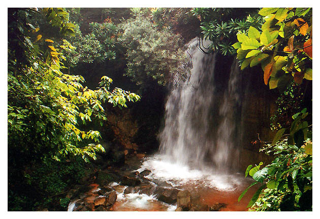 photo "Salgadeira" tags: nature, travel, South America, flowers