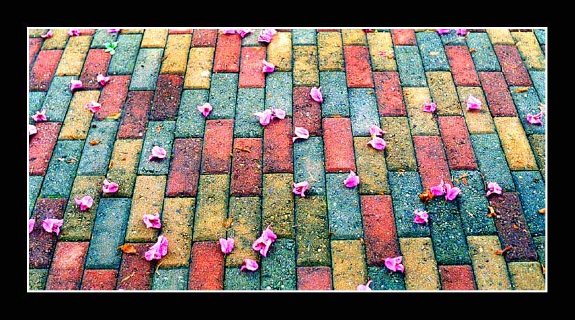 photo "Flowers in the road" tags: abstract, misc., 