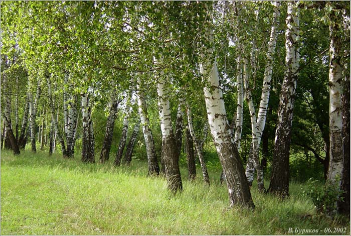 фото "Березки" метки: пейзаж, лес, лето