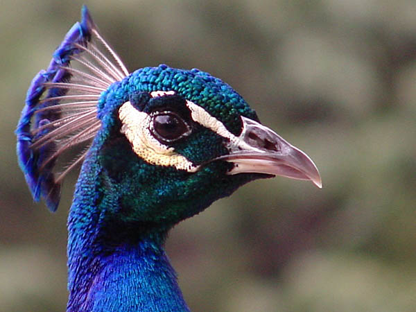 photo "Peacock" tags: nature, wild animals