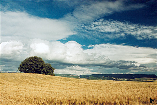 photo "june" tags: landscape, clouds, summer