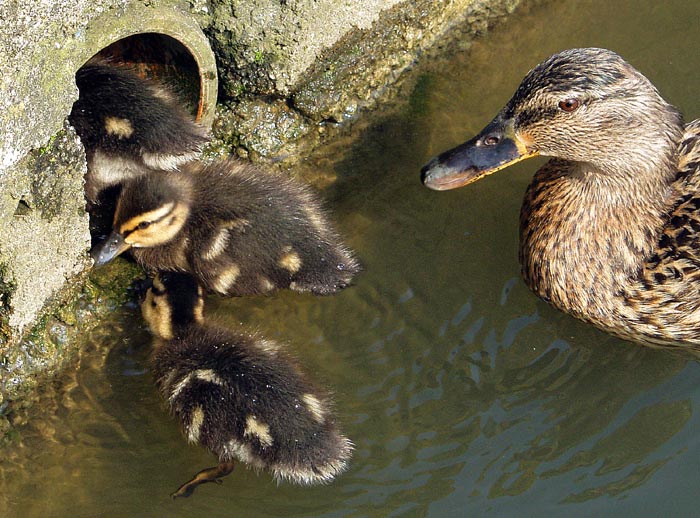 фото "‘So That’s where Baby Ducks come from!’" метки: природа, юмор, домашние животные