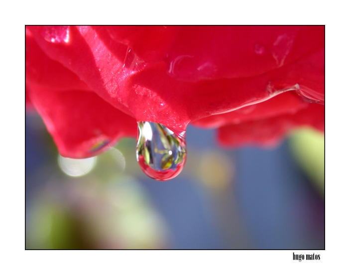 photo "Tear" tags: macro and close-up, 