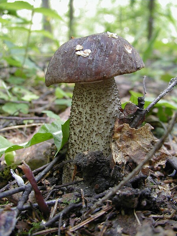 photo "Вark-haired mushroom" tags: macro and close-up, nature, 