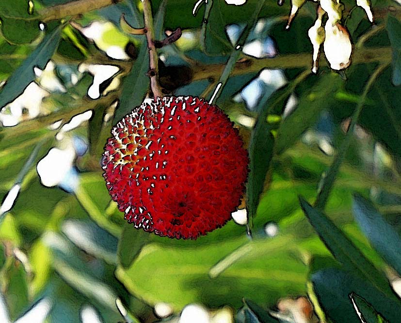 photo "Big berry" tags: nature, flowers