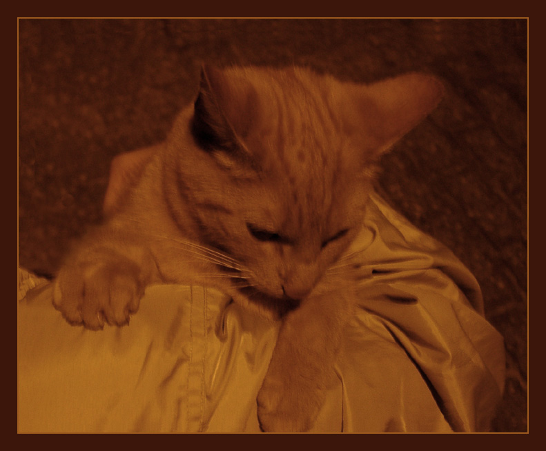 photo "Gold cat..." tags: nature, portrait, pets/farm animals