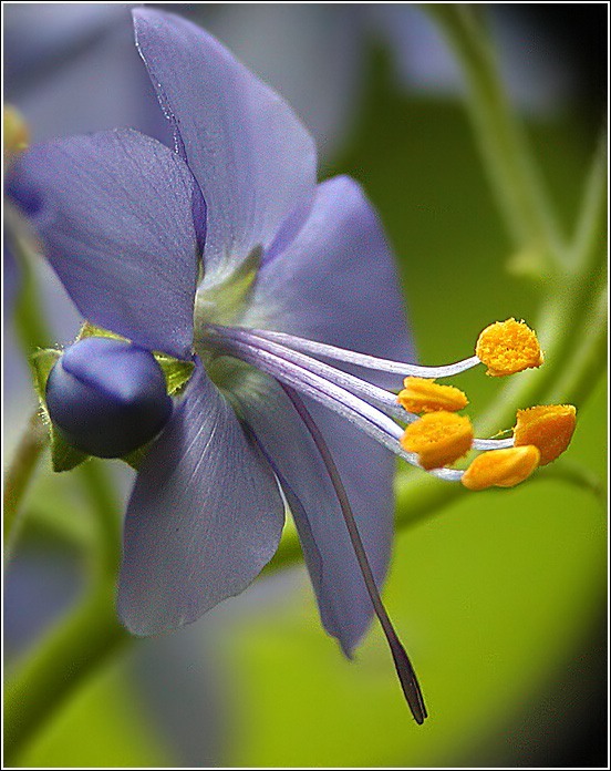 photo "Forest`s Cinderella #4" tags: nature, macro and close-up, flowers