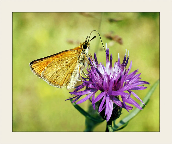 photo "From life of butterflies (On refuelling)" tags: nature, insect