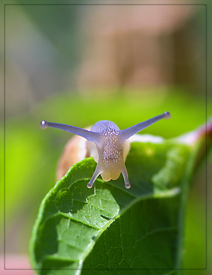 photo "Look ...." tags: macro and close-up, nature, insect