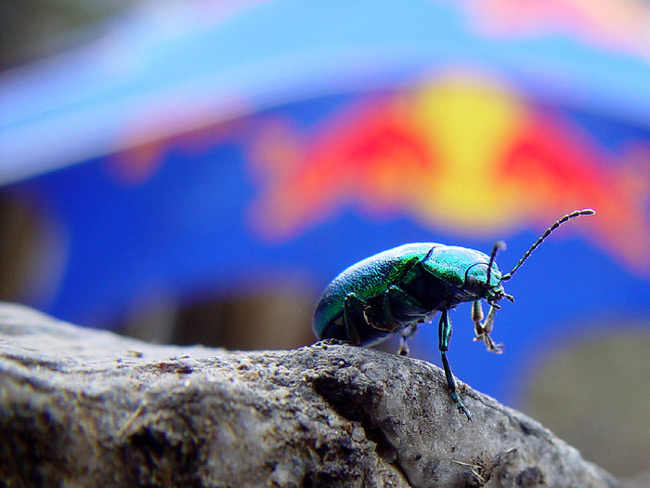 photo "_red_bull_" tags: macro and close-up, 