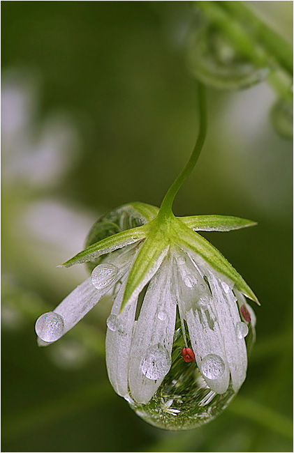 photo "Stellaria II" tags: macro and close-up, nature, flowers