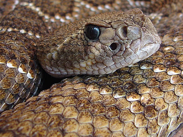 photo "Western Rattlesnake" tags: nature, wild animals