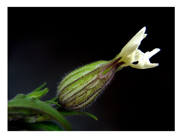 photo "Growing ..." tags: macro and close-up, 