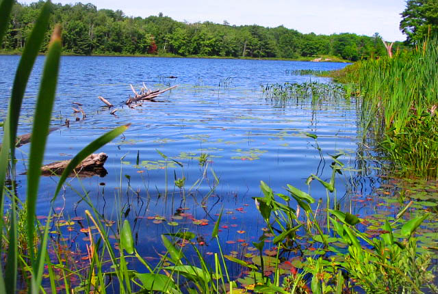 photo "Ah, summer!" tags: landscape, travel, North America, summer