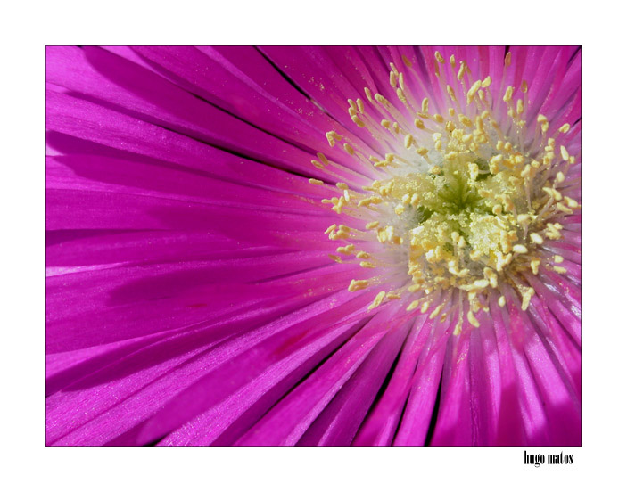 photo "Pink" tags: macro and close-up, 