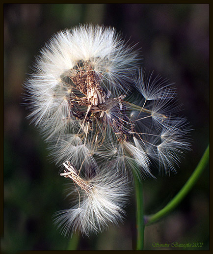 фото "Feather Dusters" метки: макро и крупный план, юмор, 