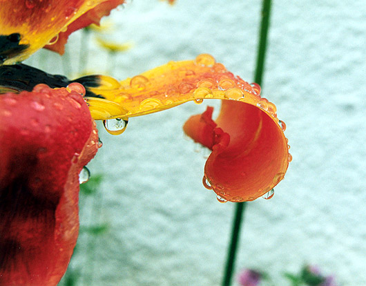 фото "Rain" метки: макро и крупный план, абстракция, 