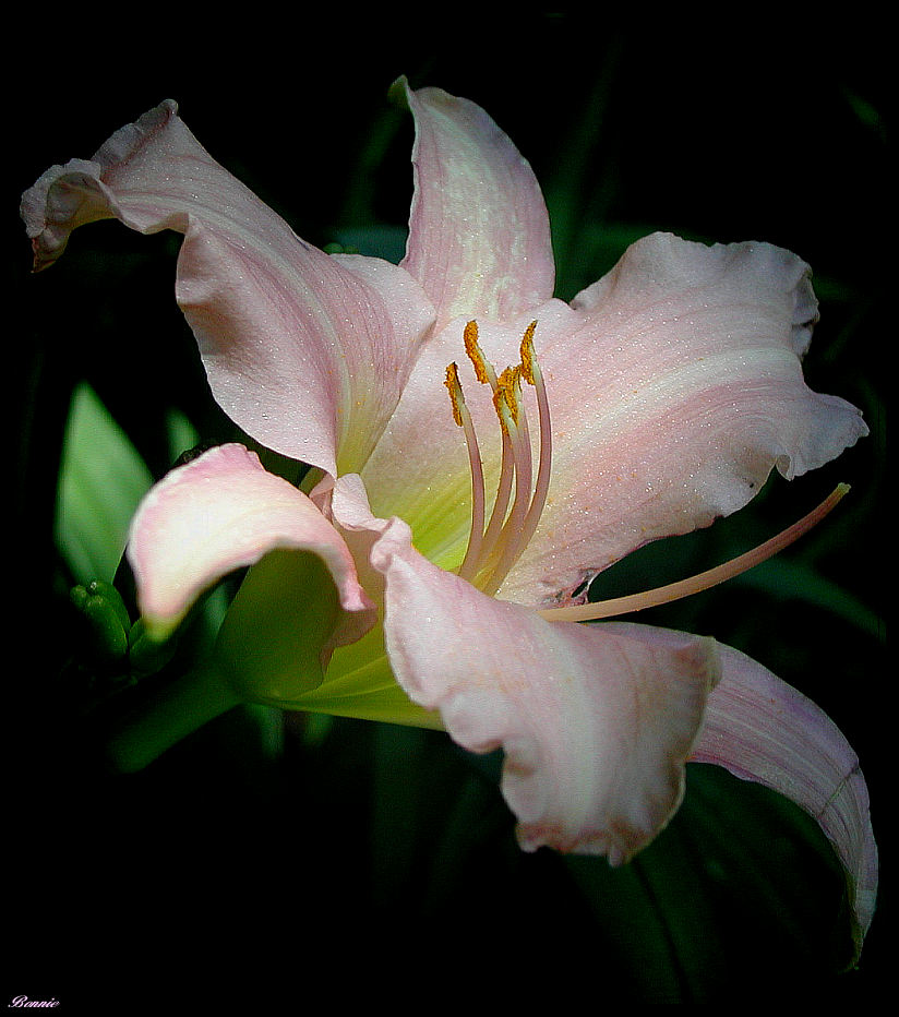 photo "Tasting Light" tags: nature, macro and close-up, flowers