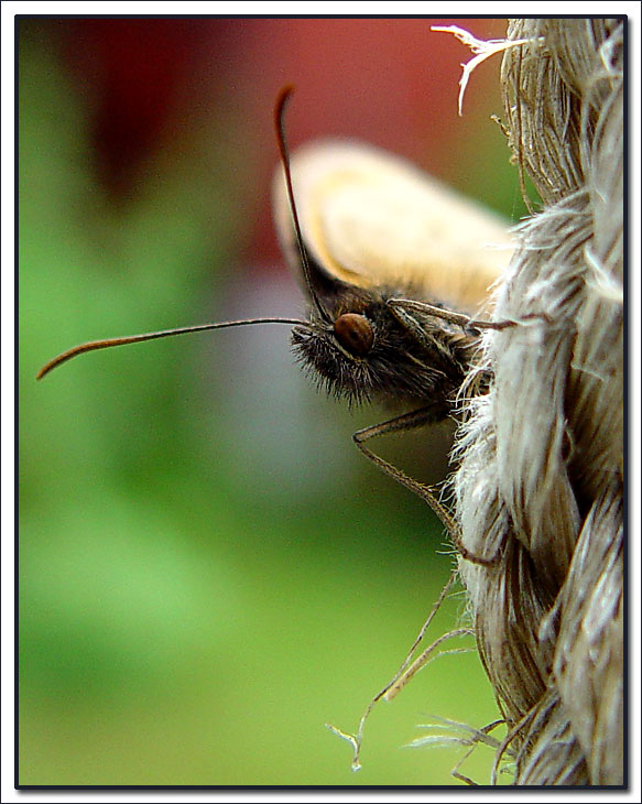 photo "Butterfly in portrait." tags: nature, macro and close-up, insect