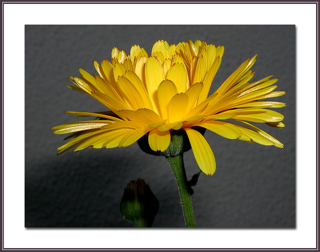 photo "A yellow flower." tags: macro and close-up, 