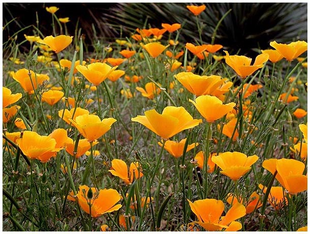 фото "Field of Yellow Flowers" метки: природа, цветы