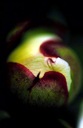 photo "Birth" tags: macro and close-up, nature, flowers