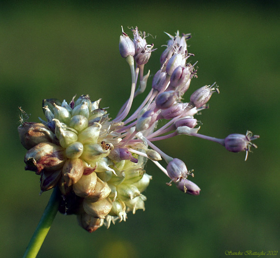 photo "Onion Explosion" tags: macro and close-up, humor, 