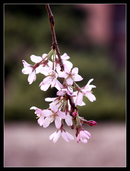 photo "Twig of sakura" tags: nature, macro and close-up, flowers