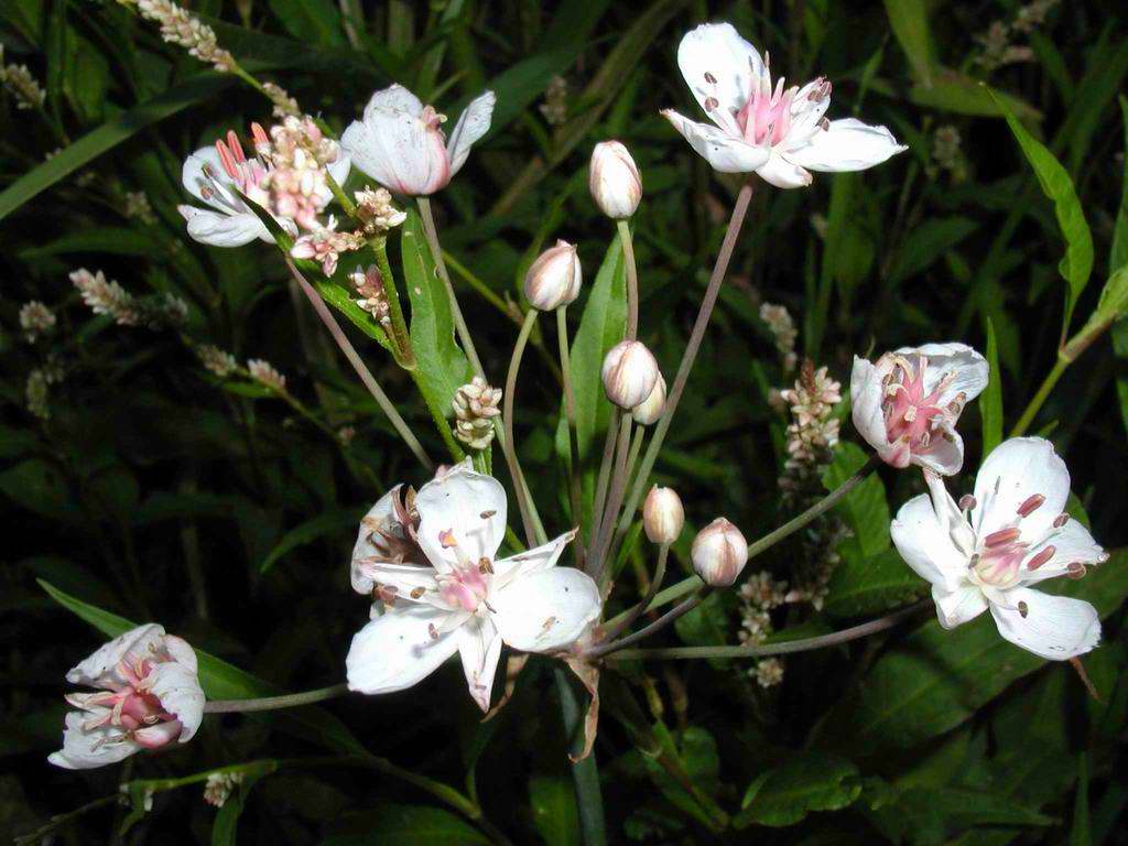 photo "Marsh flowers" tags: nature, flowers