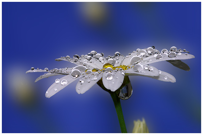 photo "Water Drops" tags: nature, macro and close-up, flowers