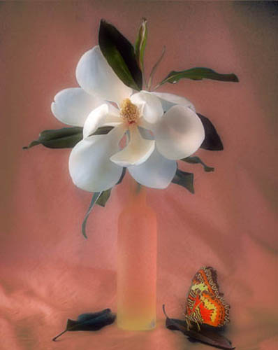 photo "Magnolia and visitor" tags: still life, montage, 