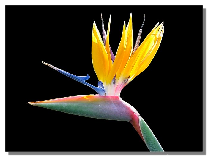 фото "Just another flower" метки: природа, цветы