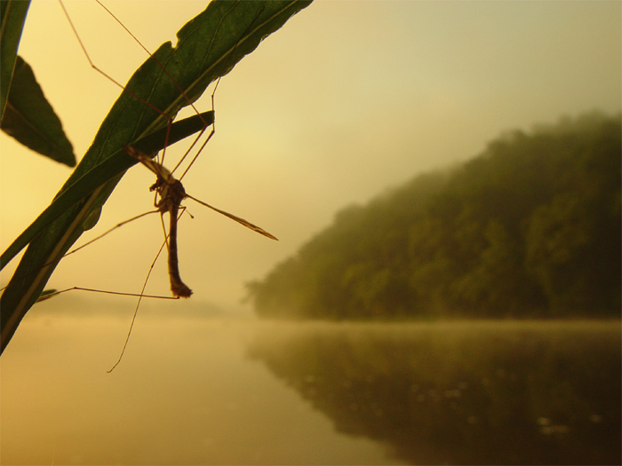 фото "Mosquito`s dream" метки: макро и крупный план, жанр, 