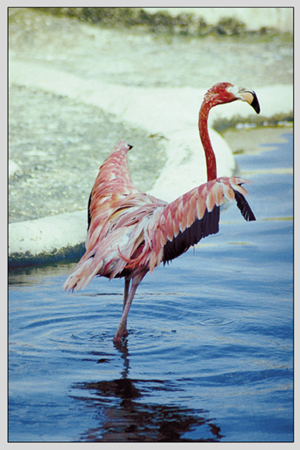 photo "...flamingo..." tags: nature, landscape, water, wild animals