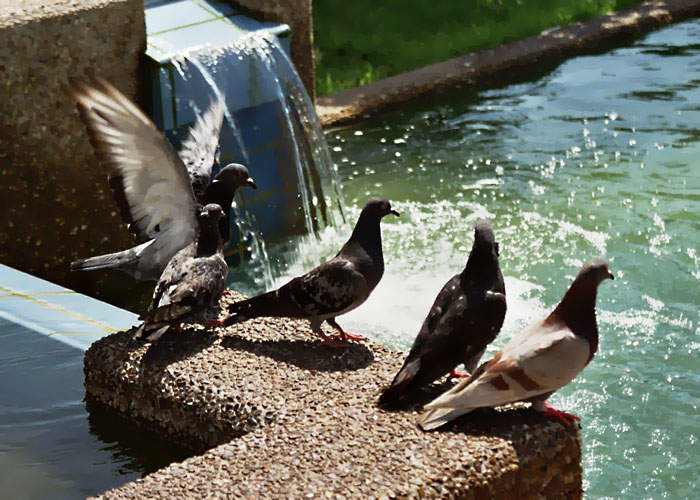 photo "spring2002/pigeons" tags: nature, 