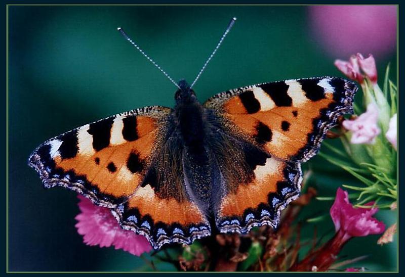 photo "The butterfly" tags: nature, macro and close-up, insect