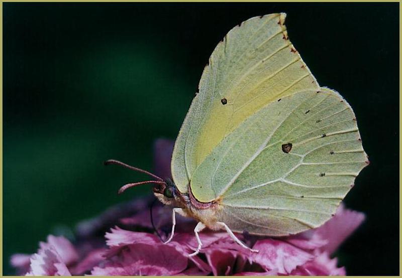 photo "The butterfly 2" tags: nature, macro and close-up, insect