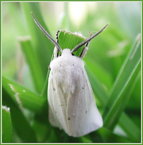 photo "One more blond..." tags: macro and close-up, nature, insect