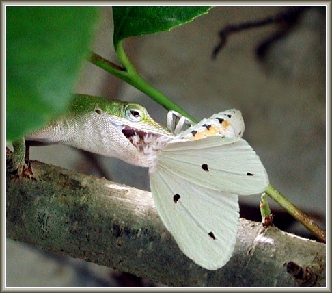 photo "My blond and predator" tags: macro and close-up, nature, insect