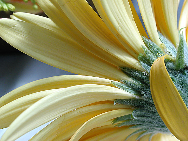 photo "the yellow backside" tags: nature, macro and close-up, flowers