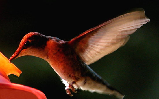 photo "She`s "Seeing Red"....." tags: nature, wild animals