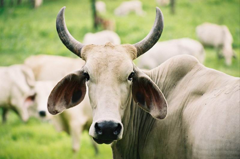 photo "Fully concentrated." tags: portrait, nature, pets/farm animals